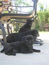Masse's Pudgy Pugs